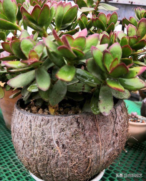 自从喜欢上了多肉,锯一段竹筒子,捡一个木盒子,都能变成花盆