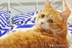 辟谣：猫咪喵喵叫只为和人类交流？其实同类之间也靠声音传递信息图片
