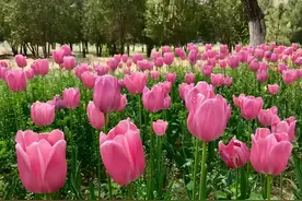 梨花盛开之际，北京大兴发布10条精品旅游线路！图片