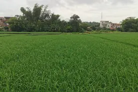 我们清远地区的晚稻插秧有20天，老鼠过多防鼠工作每天进行图片