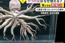 核污染引发物种变异，32条“腿”八爪鱼被发现，还是另有隐情？图片