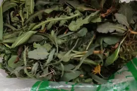 自制蒲公英茶成功！如果只是晾干后冲泡药效大打折扣。图片