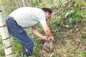 中华穿山甲“溜达”上马路 莆田村民暖心守护助归山林图片