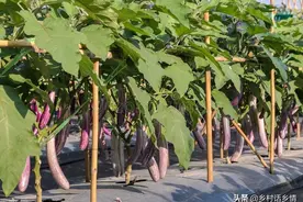 提高茄子、辣椒坐果多、产量高的小妙招，效果不错，不妨试试看图片