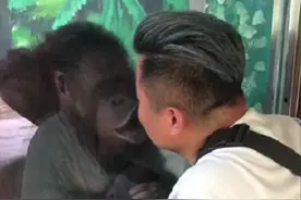 因与猩猩隔着玻璃亲吻而上热搜 如今他的“追猩记”还在继续图片