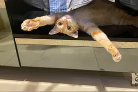 家里只有一猫一狗，橘猫没出门却意外怀孕，到底是谁动了它？图片