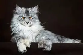 古老的大型猫种缅因猫：外表霸气内心温柔，智商堪称“猫中之最”图片