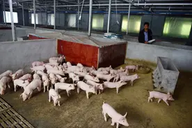 副猪嗜血杆菌病，养猪人该如何防治？图片