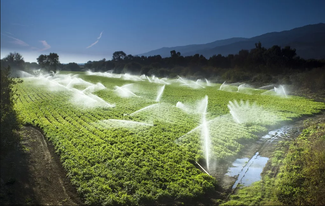 复合氨基酸知多少，复合氨基酸在植物营养上的作用