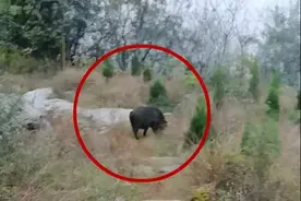 黄石黄荆山拍到野猪！尖嘴、腿短…有五六只图片