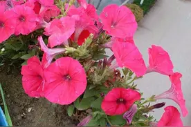 羡慕公园里牵牛花连成片？在家盆栽把握好5点，花开轻松爆盆图片