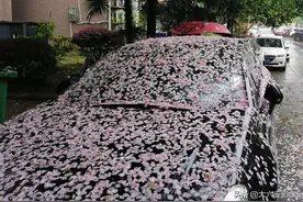 春雨落花，路边车身披粉装，古诗词中的《落花》欣赏图片