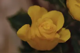 倾诉丨研究生妻子，我终究高攀不起图片