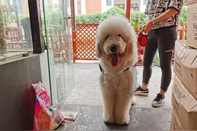 你家狗狗为啥老是害怕进宠物店？告诉你5个原因，看你中招了几个图片