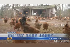 湖北男子合伙租1000亩山林投资50万生态养鸡，为何没有赚钱？图片
