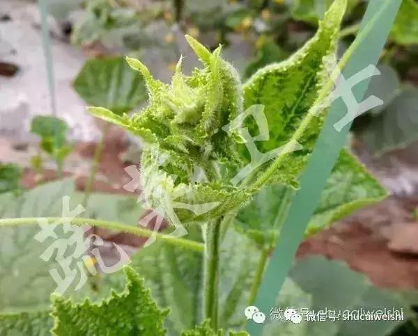 卷曲皱缩的情形,有人以为是茶黄螨风险,也有人以为是黄瓜花叶病病风险