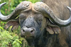 夭折率达80%的非洲水牛，为何位列“非洲五霸”？它有多厉害？图片