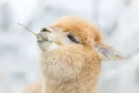 略略略 要吐你口水 tui图片