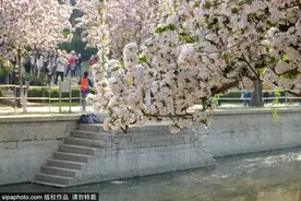 北京这几个公园一到春天就美得不像话，一起去踏青啦！图片