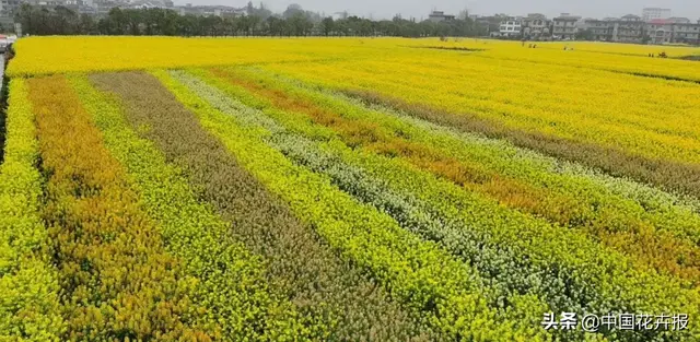 北国杏花初绽，江南已是油菜花漫山，“可甜可盐”的彩色油菜花，爱了！