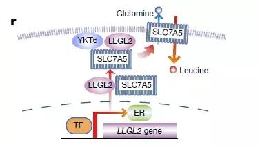 一个氨基酸引出的乳腺癌耐药靶点