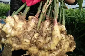 生姜不用买，自己在家种，用一个泡沫箱，就能种出生姜几十斤图片