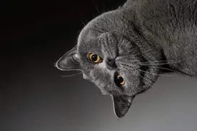 “蓝猫”为什么叫做蓝猫？明明是灰色的！蓝猫的由来图片