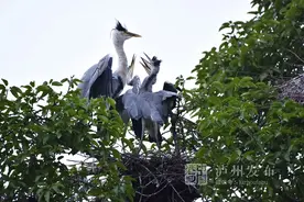 奇观！上百只鸟儿在泸州古蔺这棵树上筑巢，还有国家一、二级保护动物图片