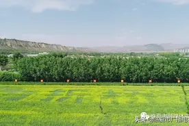 临夏市：油菜花海绚烂 微风十里温柔图片