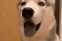 搞笑求助：哈士奇舌头被自己牙齿咬穿了，要不要打狂犬疫苗？图片