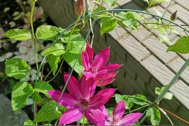 铁线莲开花靓，养殖难！铁线莲怎么养？“3方面”解决开花难题图片