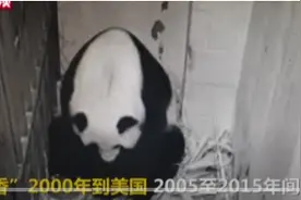 旅美大熊猫美香产下“奇迹宝宝”粉丝围观“挤崩”直播间图片