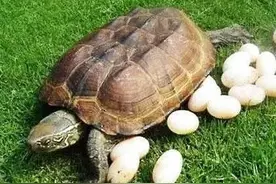 乌龟为什么不孵蛋？图片