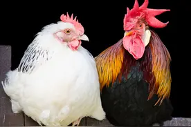 同样是家禽，为啥鹅头能卖到2600元一个，鸡头却被诟病为砒霜？图片