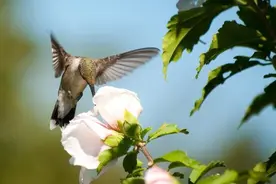 韩国国花木槿花是在几月开花？图片