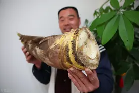 全国哪的笋最好吃？经过评选，这6个地方比较出名，有你家乡吗？图片