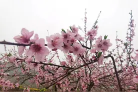 遍地桃花开   #我眼中的春天#图片