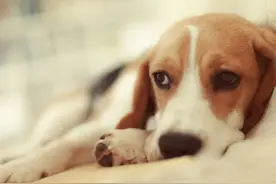 给狗狗免疫有多重要？让宠物医生带你了解传染病-“犬瘟热”图片
