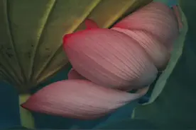 太酷了！今年荷花必须这样拍图片