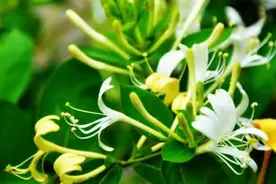 金银花能用山银花代替么？图片
