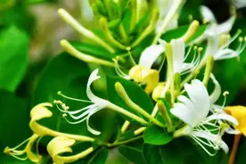 金银花能用山银花代替么？图片