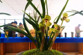 1962年，周恩来总理赠送日本友人一盆珍贵兰花，日本友人如获至宝图片