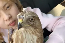 青春故事 | 施救女孩：红隼在我头上盘旋了两圈才飞走图片