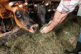 养牛养羊必会的6种饲料处理技术！简单易学，饲喂更好，育肥更快图片