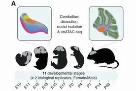 脑科学日报：重新定义了催产素在大脑功能中的作用图片