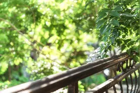 夏天开始，姜枣茶要安排上，每天喝一杯，更舒适地度过夏天图片