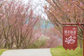 又粉又萌！这条2公里长的樱花隧道美如梦幻，甜得上头图片