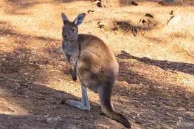 澳洲人反感亚裔？别再被误导了，真正旅居过的人才知道图片
