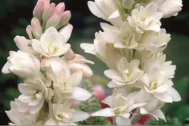 4种“漂亮花”，开花香气大，家里养一盆，再也不用喷香水图片