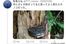 日本网友发现野生奥利奥, 这年头饼干都能从树上长出来了?图片